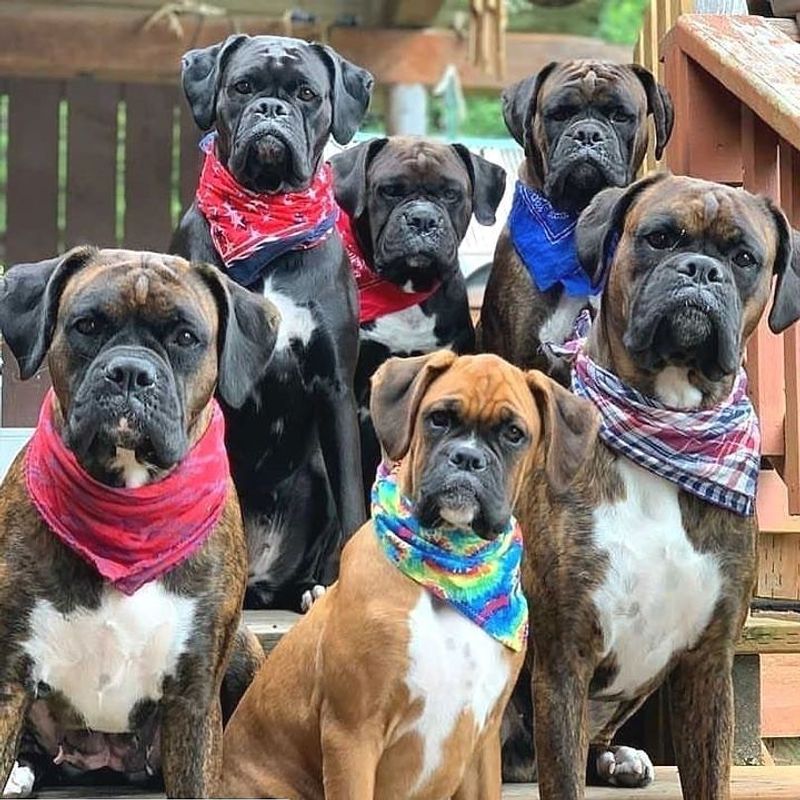 Boxer