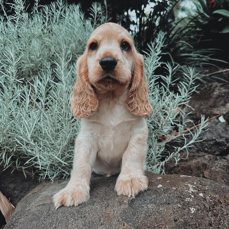 Cocker Spaniel