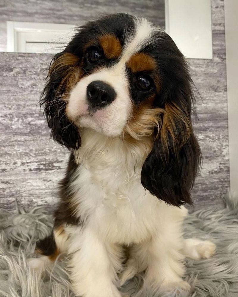 Cavalier King Charles Spaniel