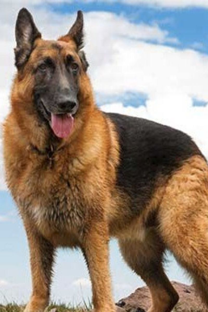 German Shepherd