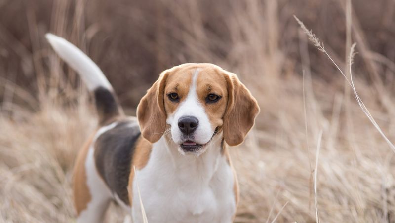 Beagle - Ohio