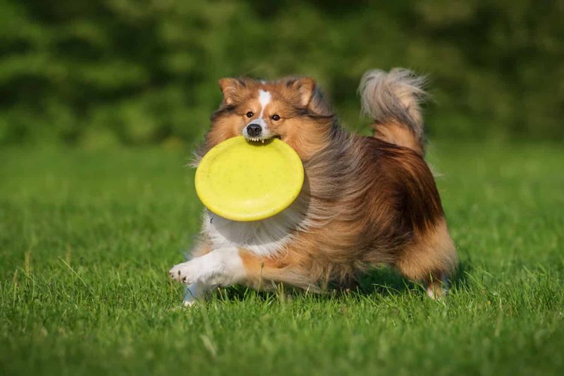 Playful Energy