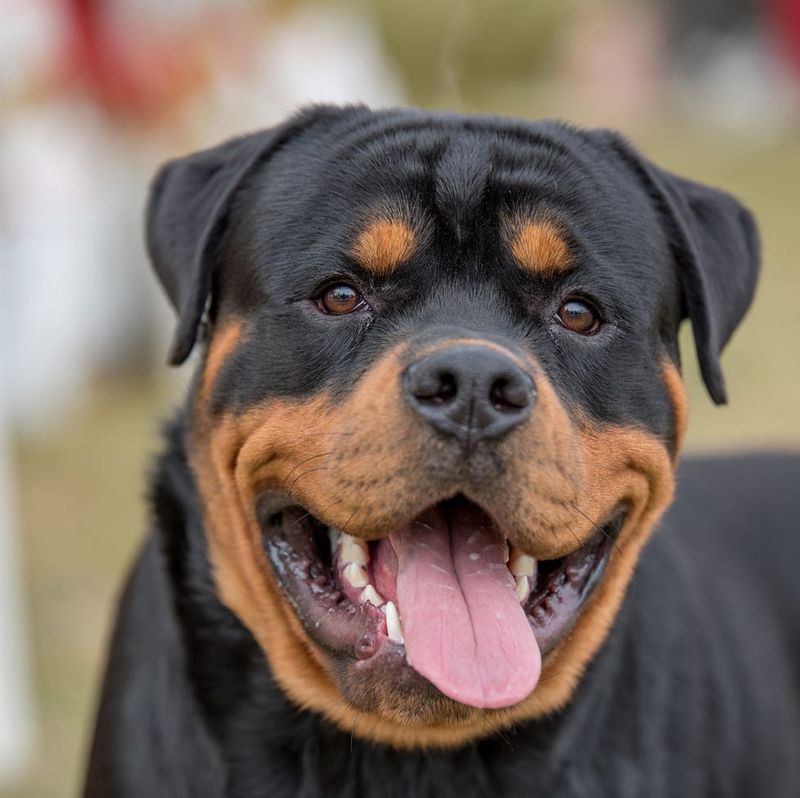 Rottweiler