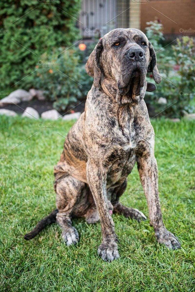 Fila Brasileiro