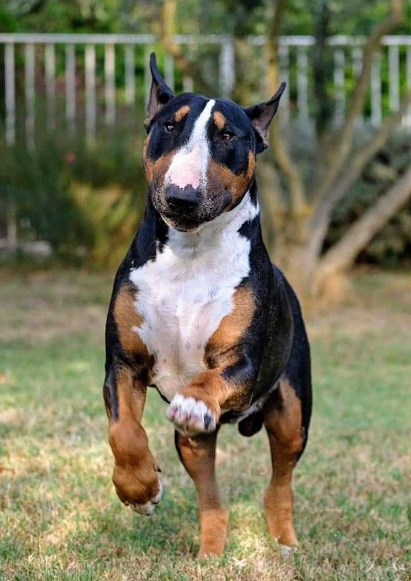 Bull Terrier