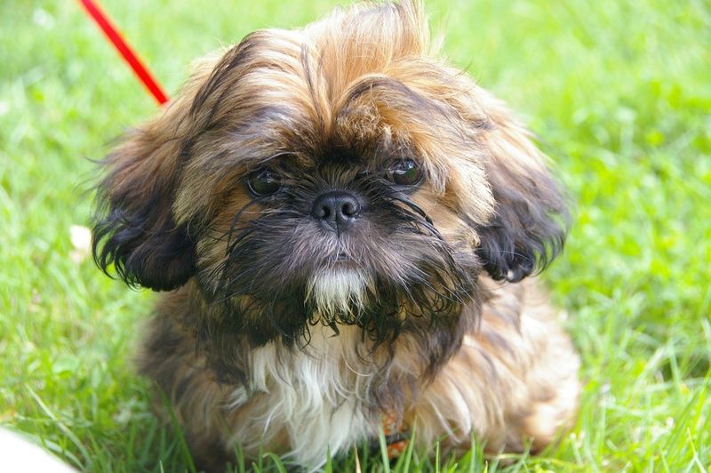 Not Hypoallergenic