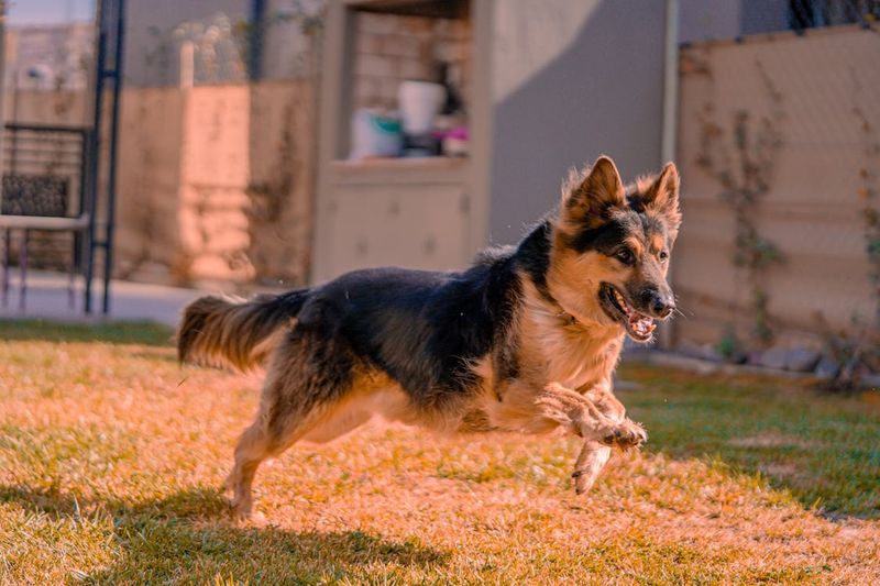 Energetic and Playful