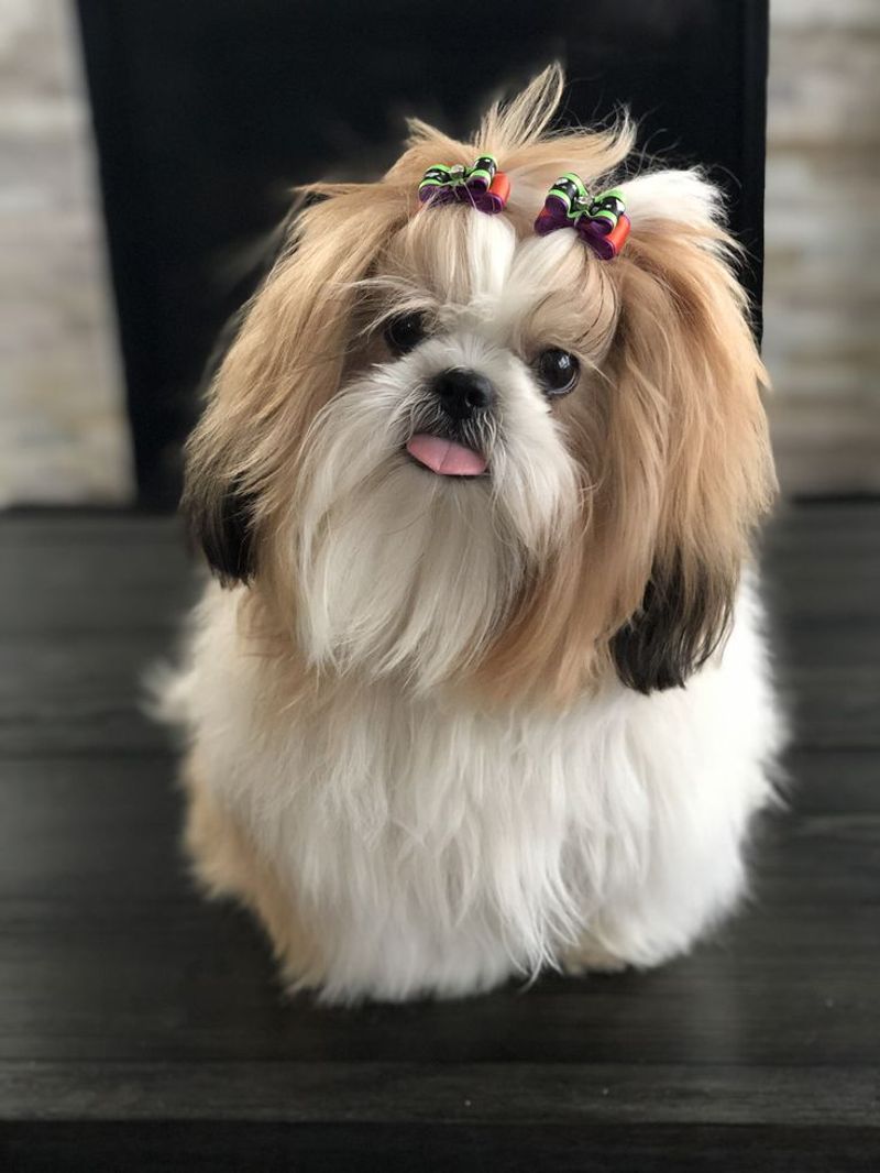 Shih Tzu