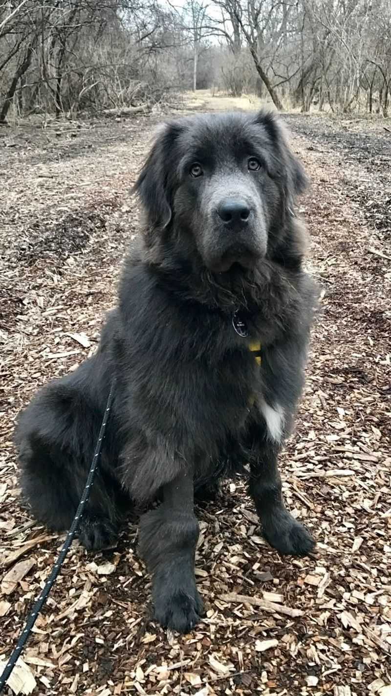 Newfoundland