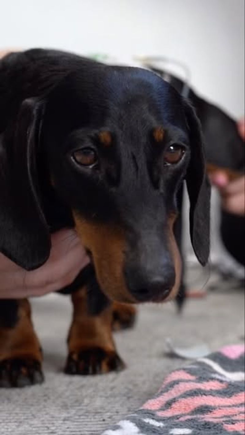 Dachshund
