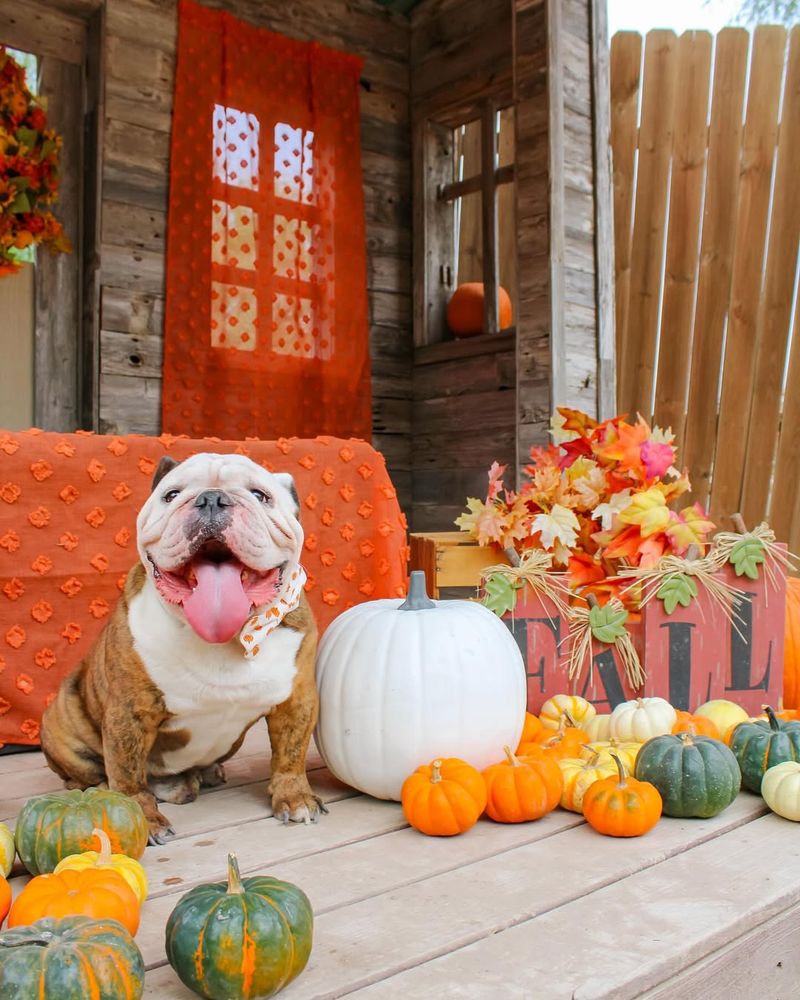Bulldog