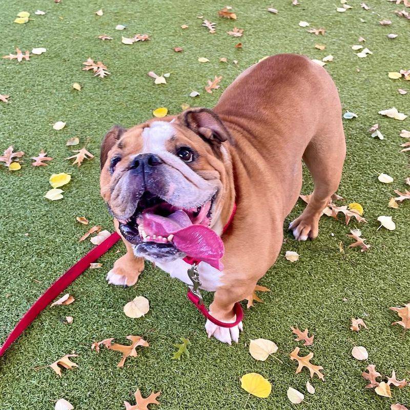 Bulldog