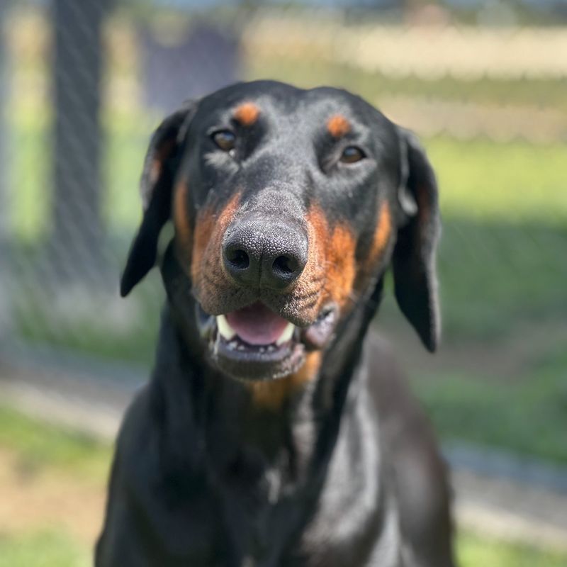 Doberman Pinscher