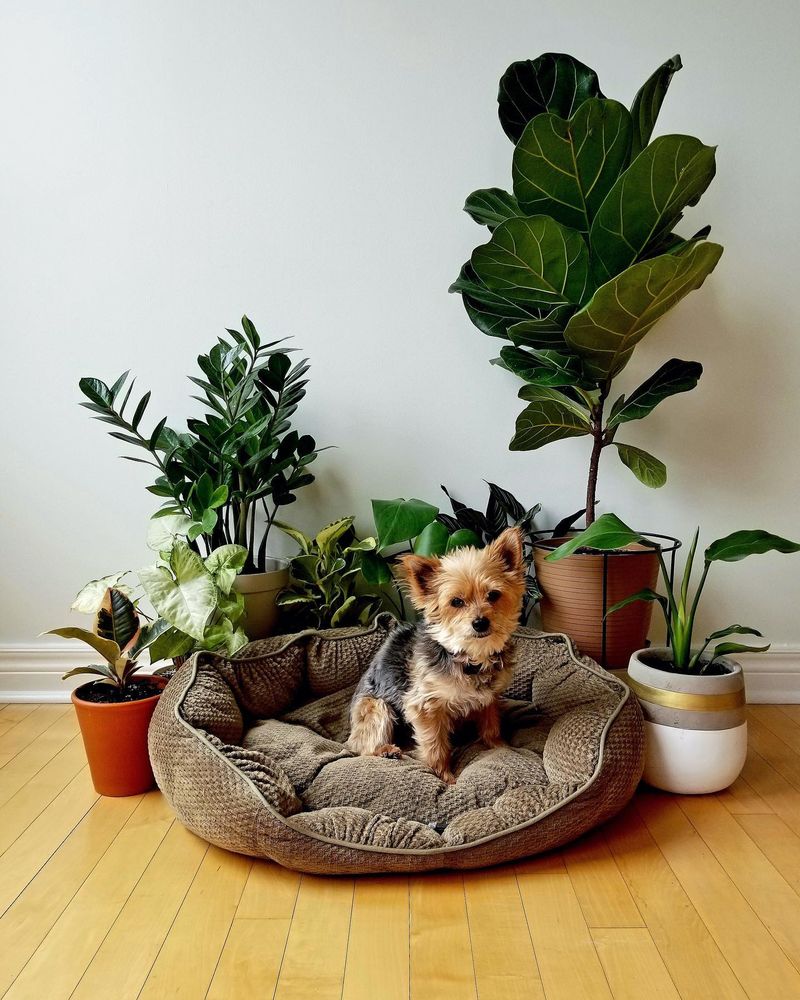 Yorkshire Terrier