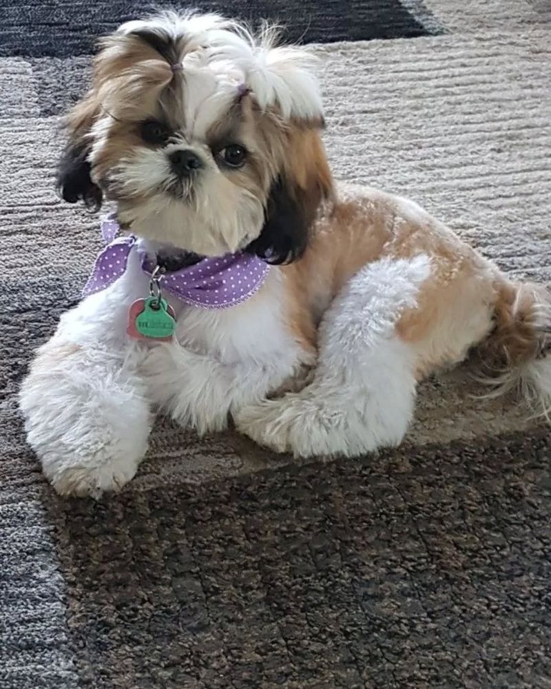 Shih Tzu