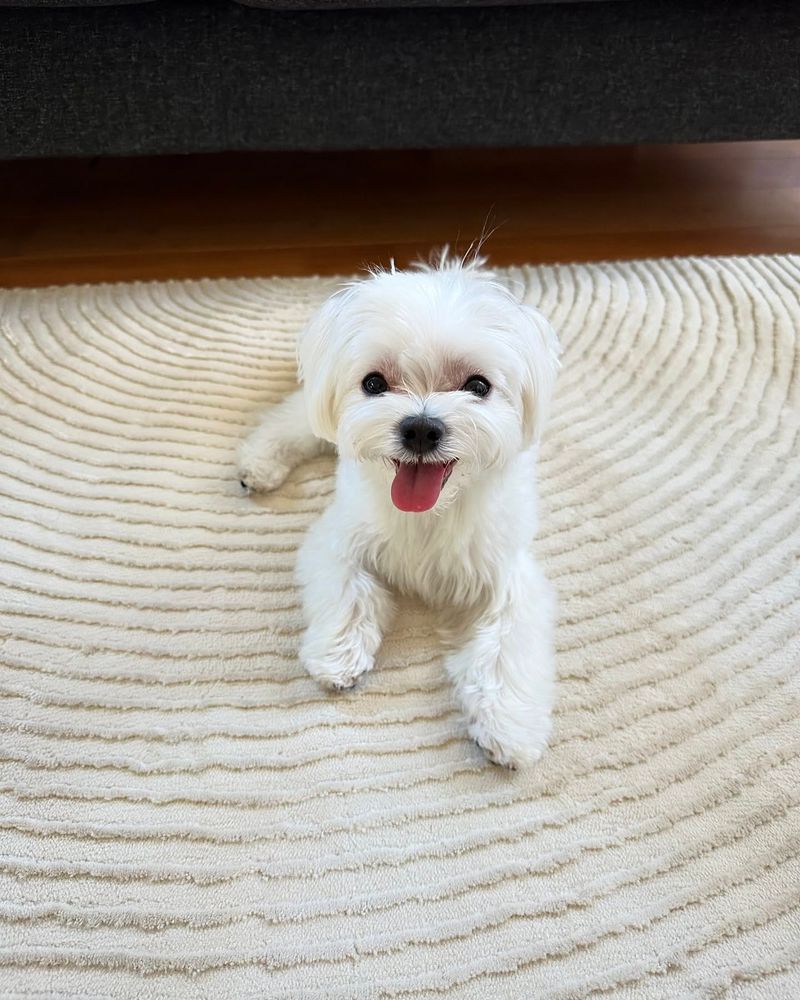 Maltese