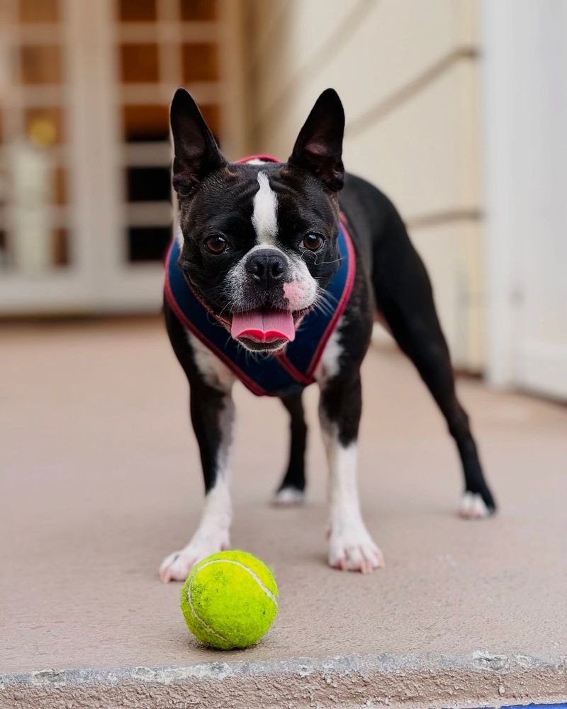 Boston Terrier