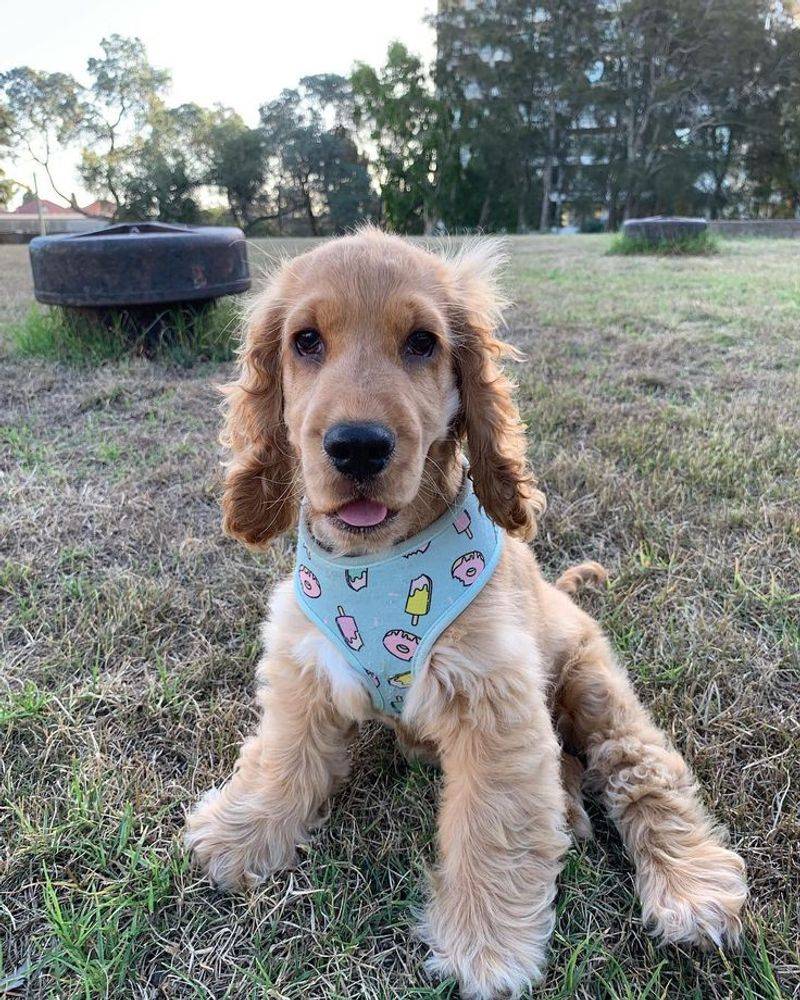 Cocker Spaniel