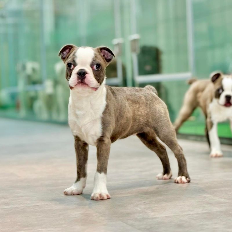 Boston Terrier