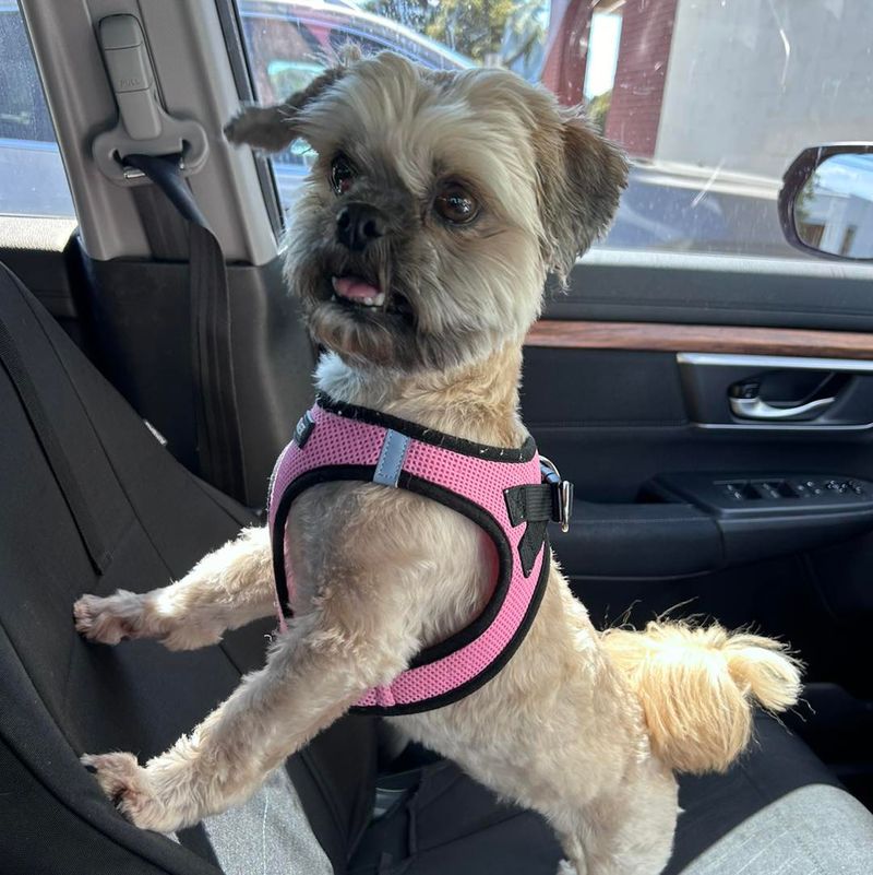 Lhasa Apso