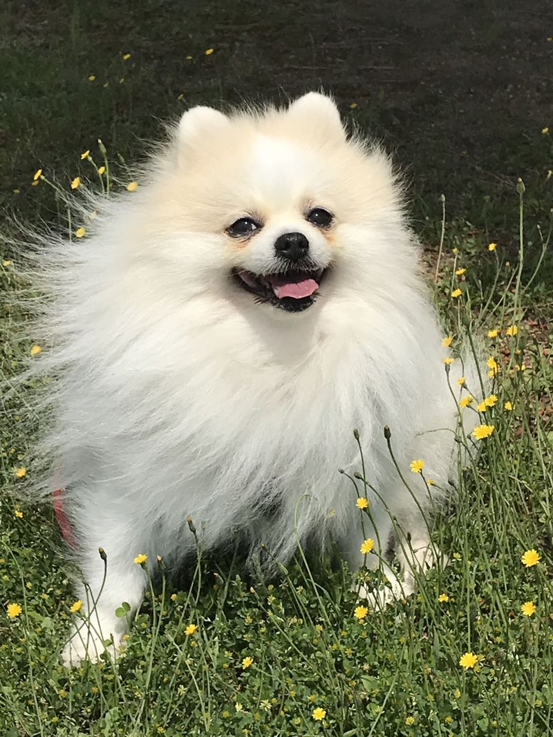 Pomeranian