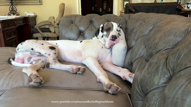 Great Dane
