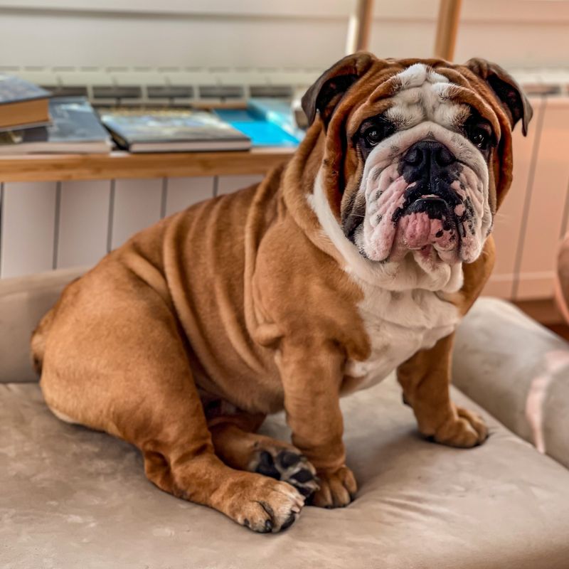 Bulldog