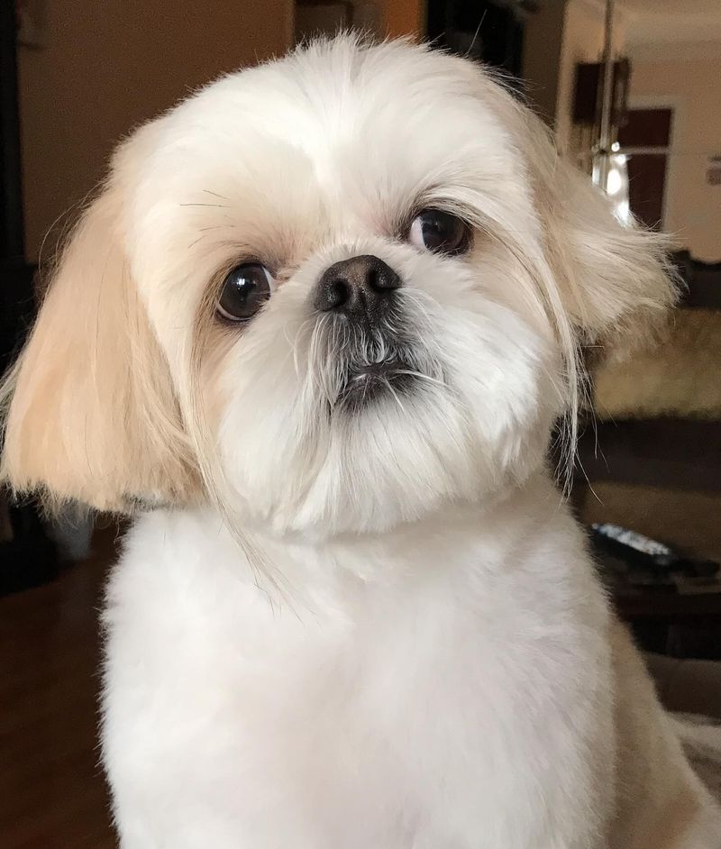 Shih Tzu