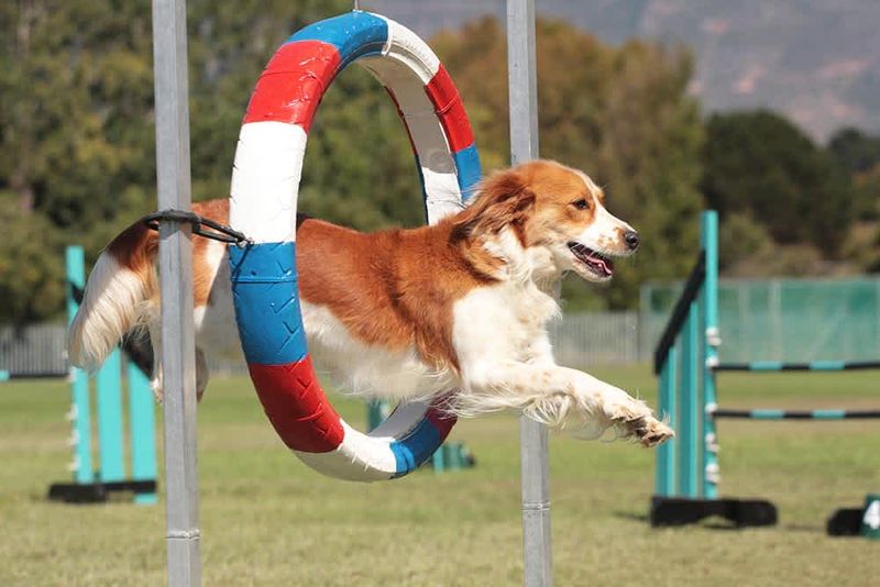 Agility Training