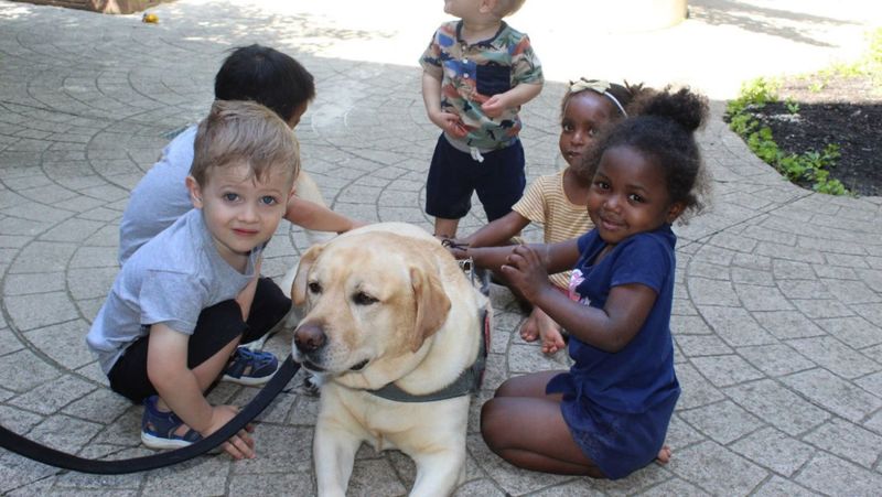 Teach Children About Service Dogs