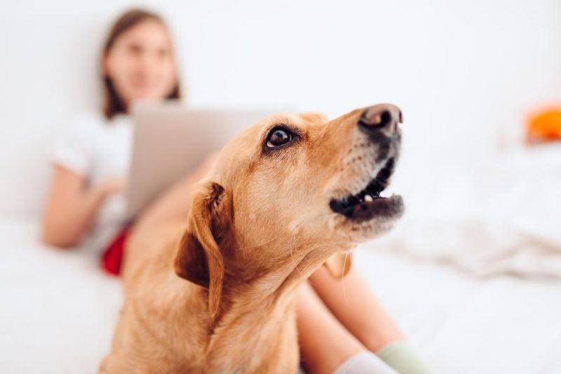 Barking or Growling