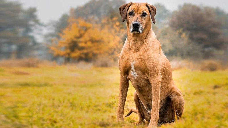 A Breed of Many Names