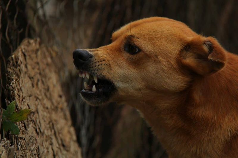 Excessive Barking