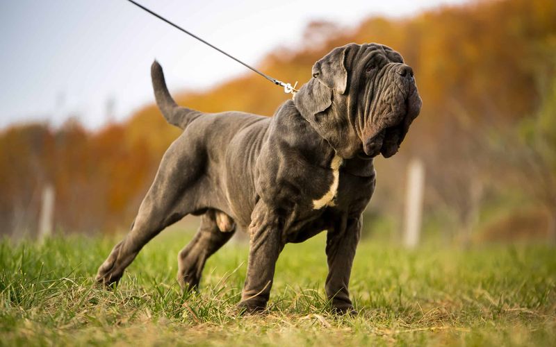 Mastiff