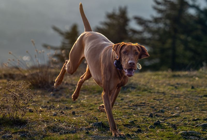 Vizsla