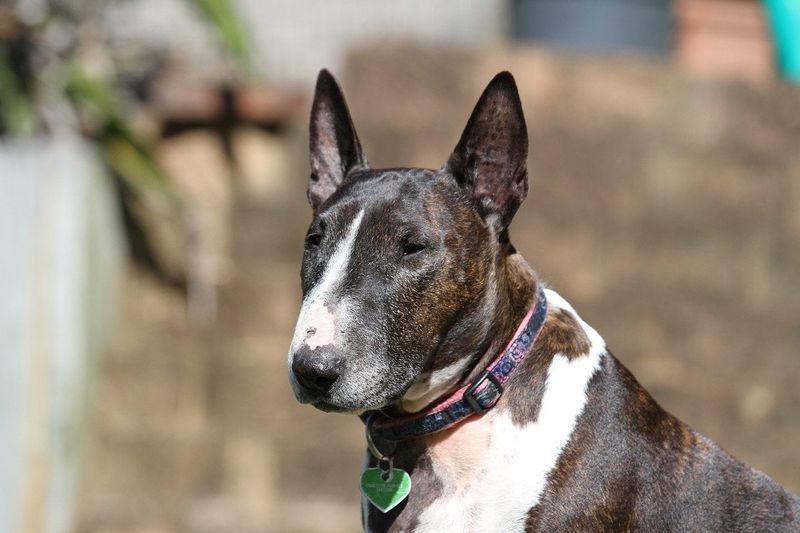 English Bull Terrier