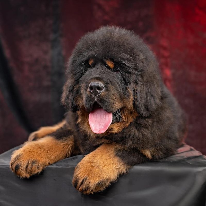 Tibetan Mastiff
