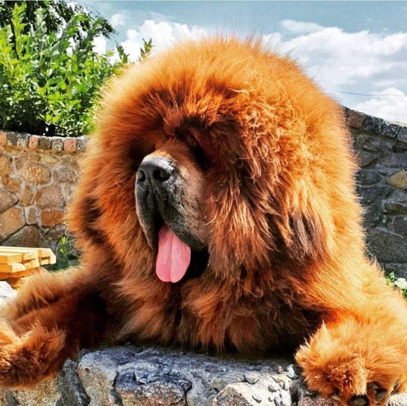 Tibetan Mastiff