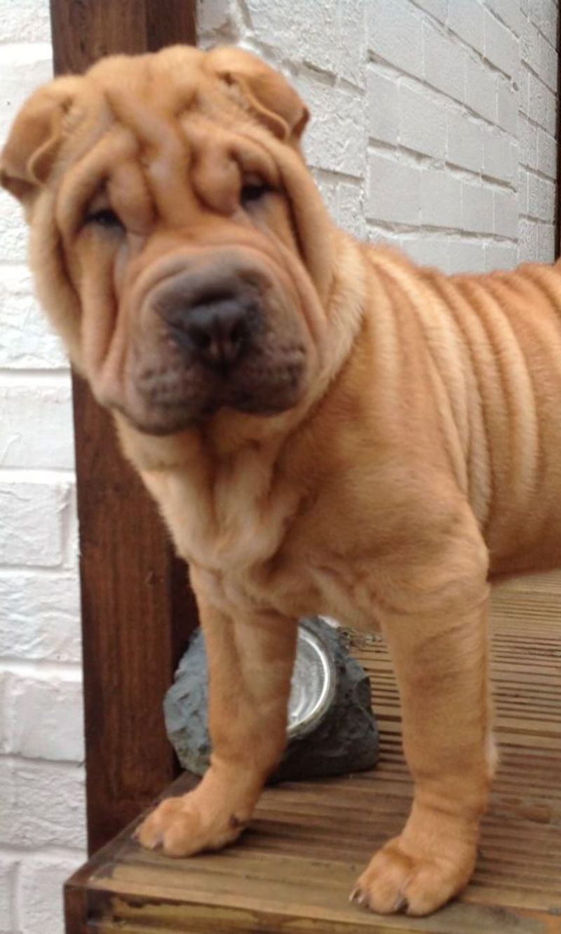 Shar Pei