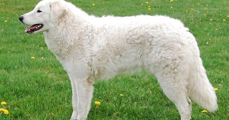 Kuvasz