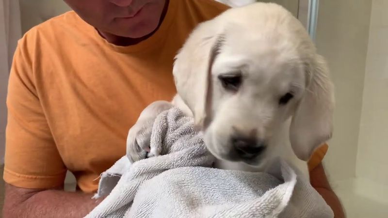 Luna the Lovable Labrador