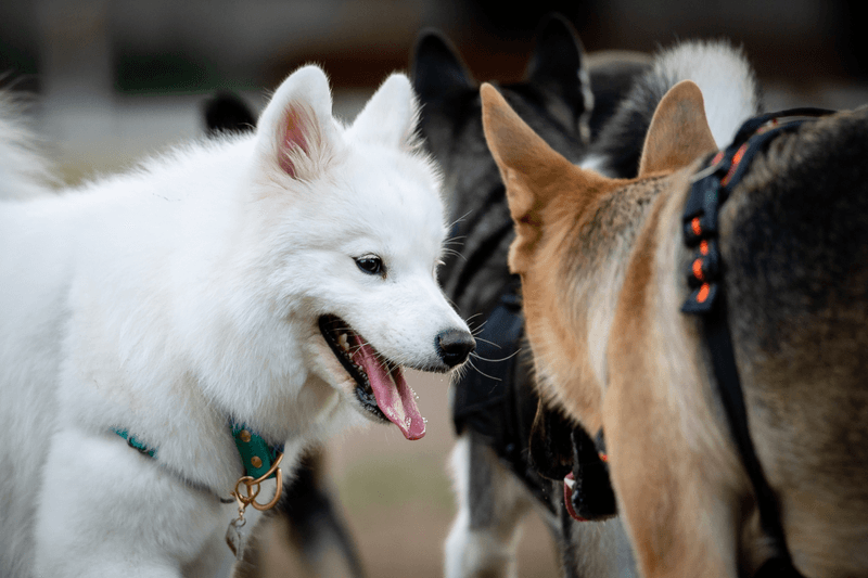 Impact of Training and Socialization