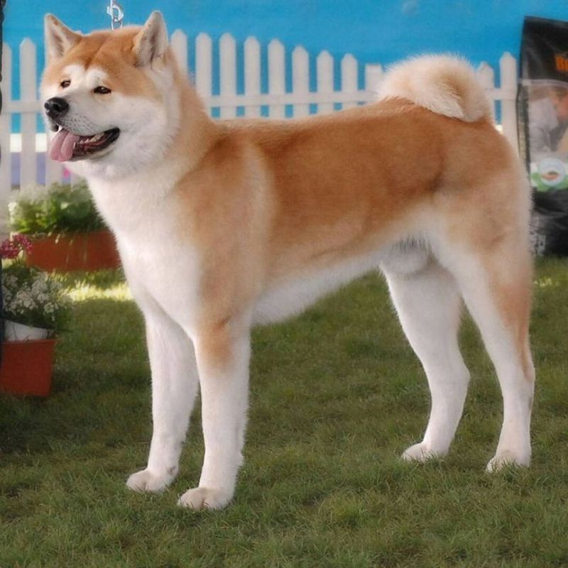 Akita