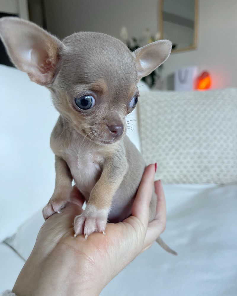 Chihuahua