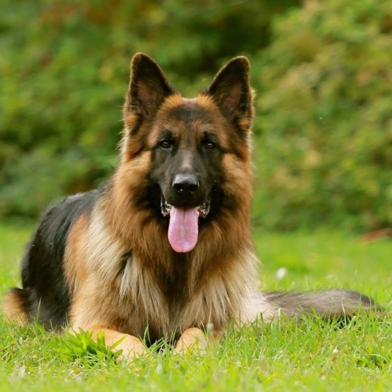 German Shepherd