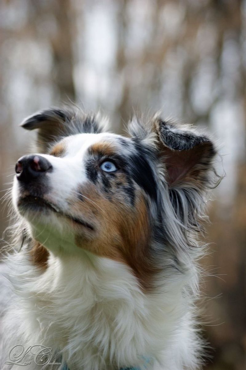 Australian Shepherd