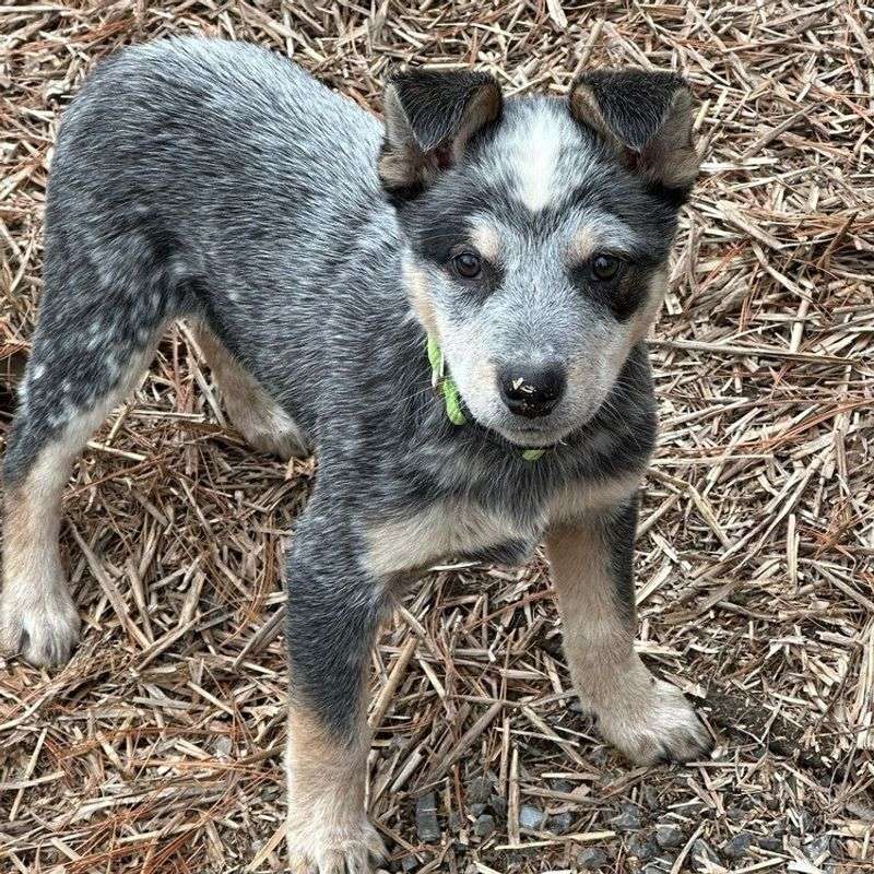 Australian Cattle Dog