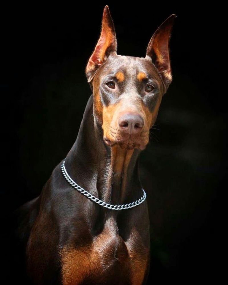 Doberman Pinscher