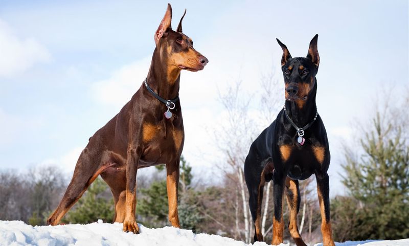 Doberman Pinscher