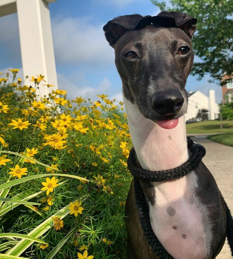 Italian Greyhound